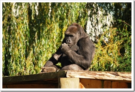 Gorilla Thinking